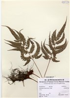 藏品(細葉複葉耳蕨)的圖片